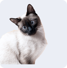 Корма для кошек